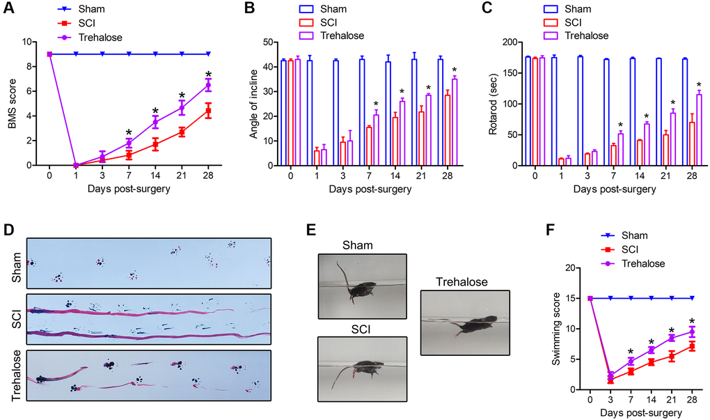 Trehalose promotes the recovery of motor function after SCI in mice. (A) BMS scores on day 1, 3, 7, 14, 21 and 28 after SCI; (B) Inclined plate test on day 1, 3, 7, 14, 21 and 28 after SCI; (C) Rotating rod test on day 1, 3, 7, 14, 21, and 28 after SCI; (D) Footprint test on the 28th day after SCI; (E, F) Swimming test. *p 