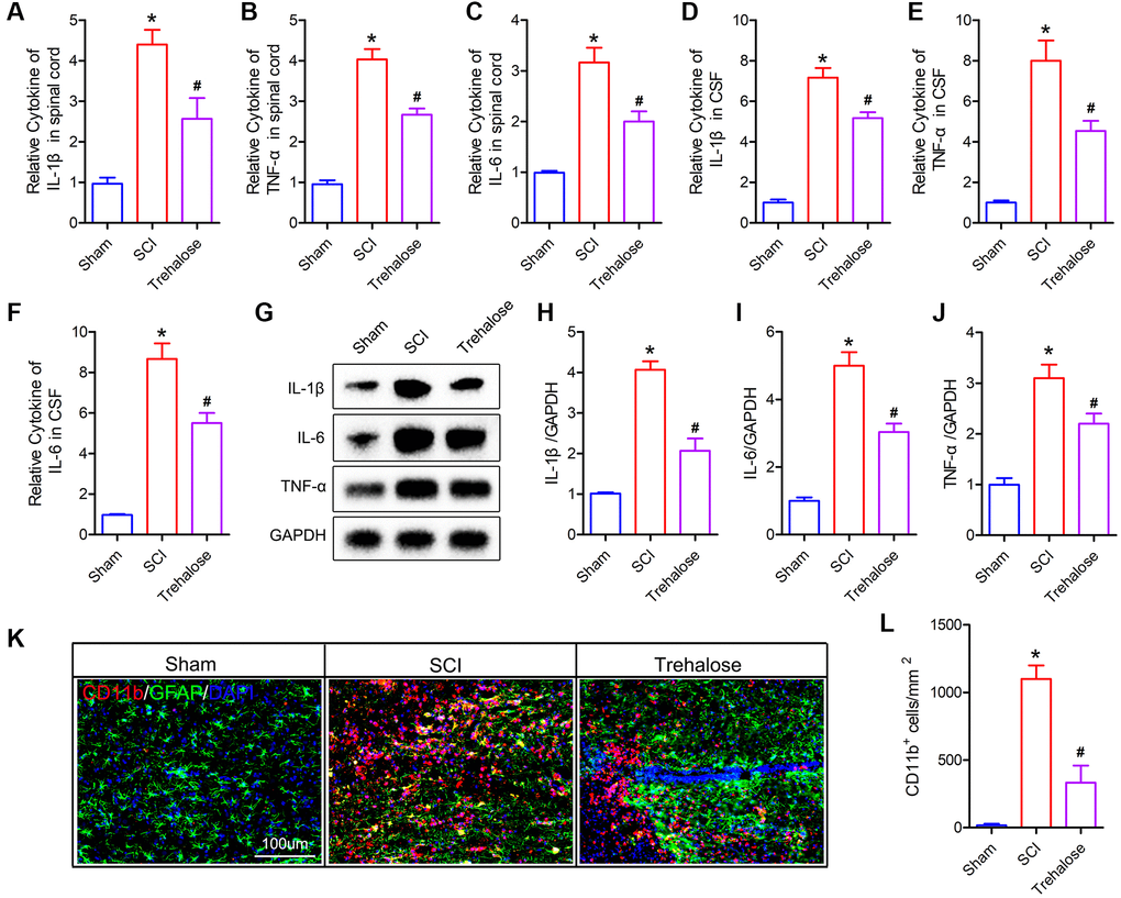 Trehalose inhibits neuroinflammation after SCI. (A–C) ELISA measures the expression of IL-1β, IL-6 and TNF-α in the spinal cord tissue; (D–F) ELISA measures the expression of IL-1β, IL-6 and TNF-α in CSF; (G–J) Western blot to detect the expression of IL-1β, IL-6 and TNF-α in spinal cord tissue and quantitative protein analysis; (K) CD11b/GFAP immunofluorescence staining; (L) Quantitative of CD11b positive cells. *p #p 