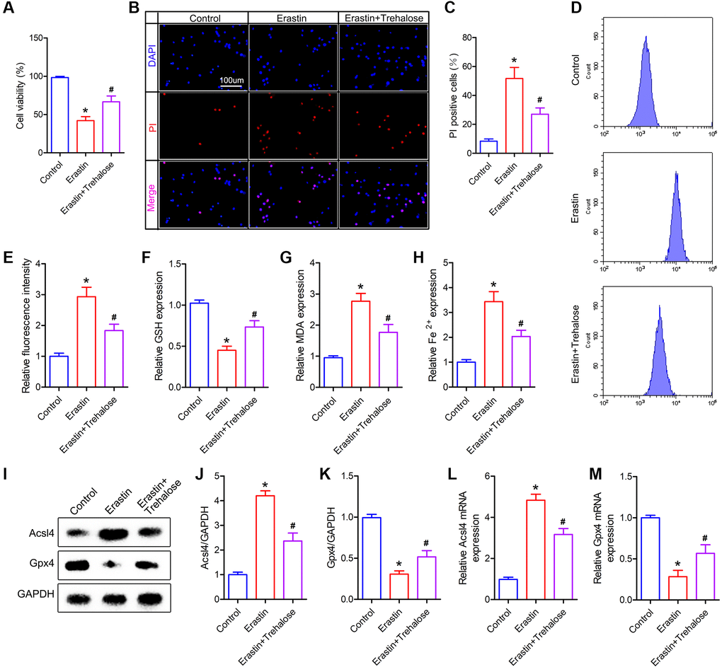 Trehalose inhibits the ferroptosis of neuronal cells induced by Erastin. (A) CCK8 method is used to assess cell viability; (B) PI staining of neuronal cells; (C) Quantification of PI positive cells; (D, E) Flow cytometry to detect ROS level and quantitative analysis; (F–H) GSH, MDA and Fe2+ measurement; (I–K) Western blot to detect the expression of Acsl4 and Gpx4 protein and quantitative protein analysis; (L, M) PCR to detect Acsl4 mRNA and Gpx4 mRNA expression. *p #p 
