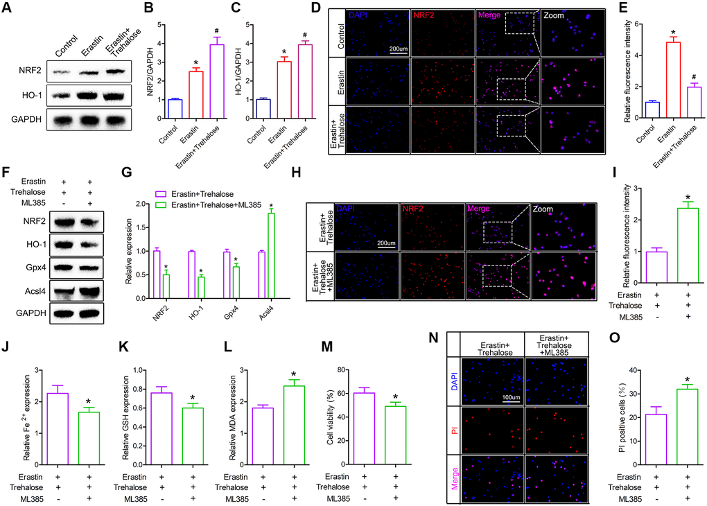 Trehalose inhibits ferroptosis by activating the NRF2/HO-1 signaling pathway. (A–C) Western blot to detect the expression of NRF2 and HO-1 protein and protein quantitative analysis; (D, E) Immunofluorescence evaluation of NRF2 expression and fluorescence quantification analysis; (F, G) Western blot to detect the expression of NRF2, HO-1, Acsl4 and Gpx4 protein and quantitative protein analysis; (H, I) Immunofluorescence to evaluate the expression of NRF2 and quantitative fluorescence analysis; (J–L) Fe2+, MDA and GSH measurement; (M) CCK8 method is used to assess cell viability; (N) PI staining of neuronal cells; (O) Quantification of PI positive cells. *p #p 