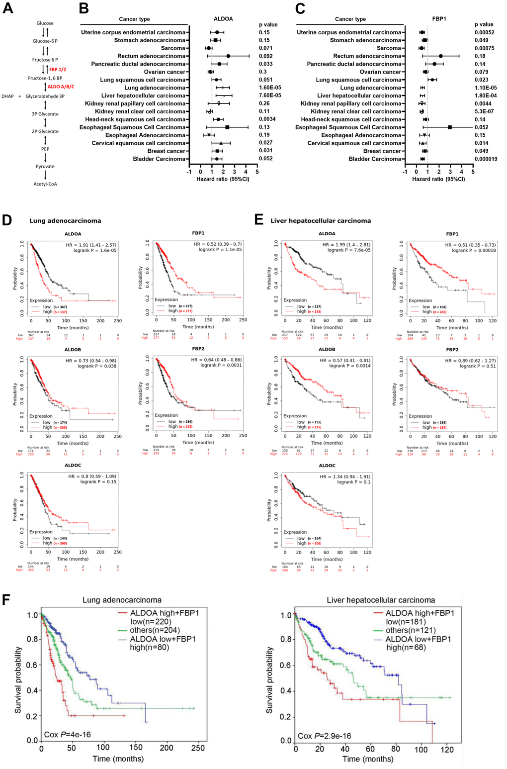 Significantly opposite trends of ALDOA and FBP1 in LUAD and LIHC. (A) The scheme illustrates the relationship between ALDOA and FBP1 in glycolysis. (B) Meta-analysis of the prognostic value of ALDOA from the Kaplan–Meier plotter database. (C) Meta-analysis of the prognostic value of FBP1 from the Kaplan–Meier plotter database. (D) The association among ALDOA, ALDOB, ALDOC, FBP1, and FBP2 in LUAD from the Kaplan–Meier plotter database. (E) The association among ALDOA, ALDOB, ALDOC, FBP1, and FBP2 in LIHC from the Kaplan–Meier plotter database. (F) The survival rate correlation between combined ALDOA and FBP1 in LUAD or LIHC from the Kaplan–Meier plotter database. The significance of the differences in (B, C, F) was analyzed using Cox regression. N or n were denoted as sample size. HR was denoted as Hazard ratio.