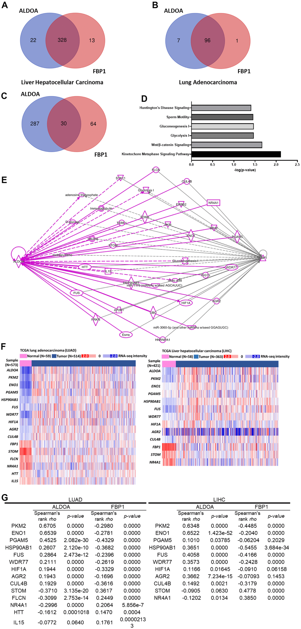 A gene set analysis shows the relationship between various molecules and ALDOA and FBP1 regulation. (A) Venn diagrams gather molecules related to ALDOA and FBP1 in LIHC. (B) Venn diagrams gather molecules related to ALDOA and FBP1 in LIAD. (C) The related Venn diagrams gather molecules related to ALDOA or FBP1 in LUAD or LIHC. (D) Gene ontology analysis predicts the biological functions of 30 genes. (E) An IPA linking molecules that interact between ALDOA and FBP1. (F) The heatmap shows the expression of downstream effectors related to ALDOA and FBP1 in TCGA LUAD/LIHC patients. (G) Spearman's correlation was used to rank the selected downstream effectors between ALDOA and FBP1 in LUAD/LIHC. The significance of the differences was analyzed using Xena Functional Genomics Explorer website. N or n is denoted as sample size.