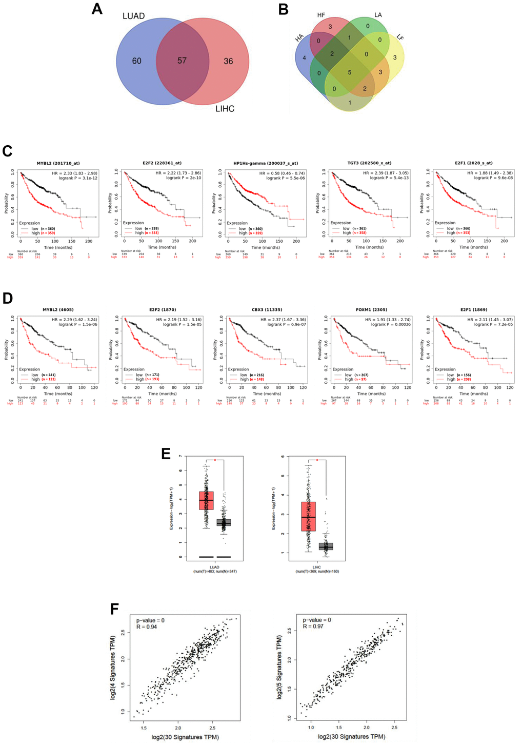 Upstream regulators are involved in ALDOA and FBP1 regulation. (A) Venn diagrams showing the upstream regulators of ALDOA and FBP1 between LUAD and LIHC. (B) Venn diagrams gather upstream regulators with Spearman's correlation values over ±0.3 for ALDOA and FBP1. (C) The prognosis of upstream regulators in LUAD. (D) The prognosis of upstream regulators in LIHC. (E) The upstream regulators selected between ALDOA and FBP1 are increased in LUAD and LIHC. (F) The correlation between upstream regulators and downstream effectors of ALDOA and FBP1. The significance of the differences was analyzed using the GEPIA website. HA is denoted as the LIHC PanCancer Atlas dataset. HF is denoted as the LIHC Firehose Legacy dataset. LA is denoted as LUAD PanCancer Atlas dataset. LF is denoted as LUAD Firehose Legacy dataset. N is denoted the normal sample size. T is denoted as the tumor sample size. HR is denoted as hazard ratio.