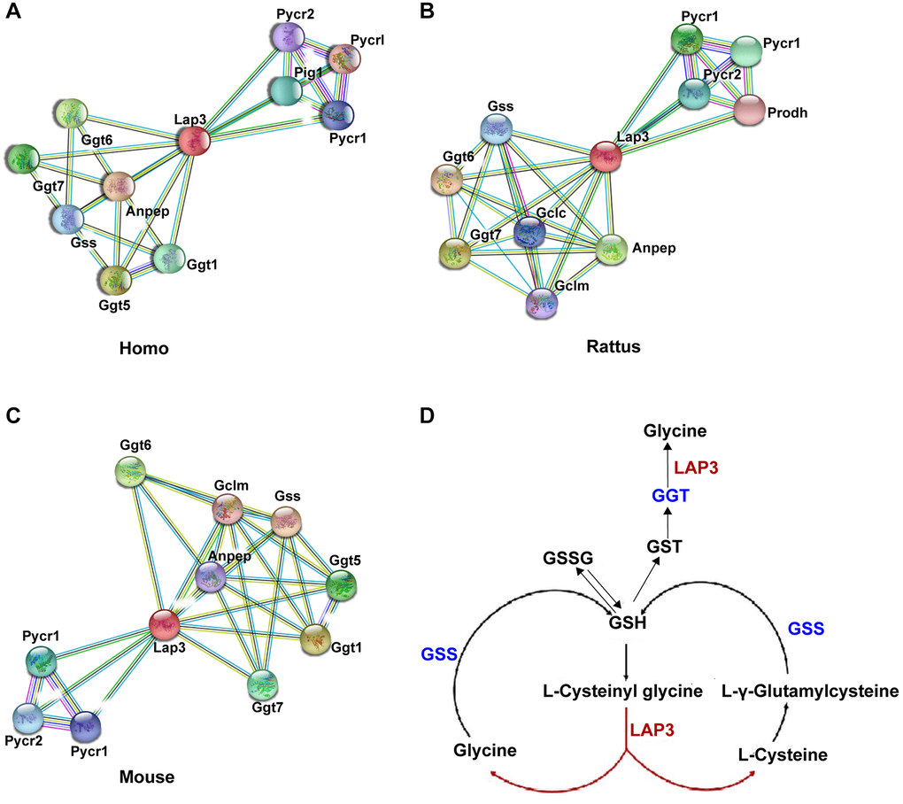 Bioinformatic analysis indicated that LAP3 played a significant role in GSH metabolism. (A–C) Analysis of top ten proteins that interact with LAP3 in human, rat, and mouse using the STRING database. (D) Screened pathway showing the involvement of LAP3 in GSH metabolism using KEGG database.