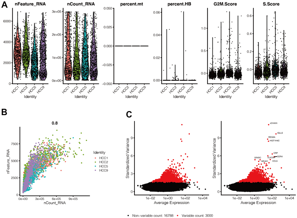 Quality control of single-cell sequencing data. (A) Gene expression levels in each cell of the 4 samples were in the range of 300-7000, and the distribution was relatively uniform. At the same time, we found that the percentage of mitochondrial genes was almost 0, and the percentage of red blood cell genes was less than 1, and the scores of G2M phase and S phase of the cell cycle were evenly distributed in the four samples. (B) Cells are evenly distributed in the four samples, and the number of genes is positively correlated with the expression level of genes, with a correlation of 0.8. (C) We selected 300 hypervariable genes from all the genes, which are in red, and the first 10 genes were flagged.
