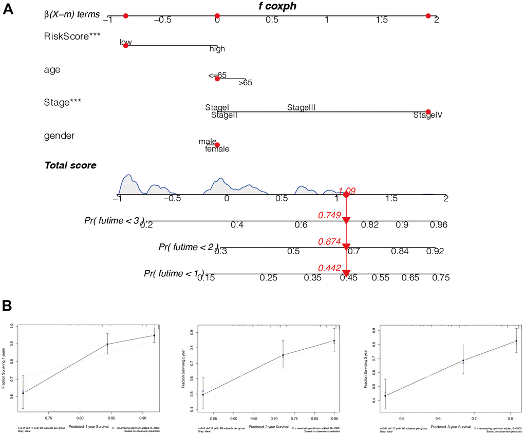 Construction of the nomogram. (A) The model risk score, age, tumor stage, gender, and other factors were comprehensively analyzed to construct the Nomo diagram. Combined with the clinical data and risk score of the patient “TCGA-RC-A6M5”, we predicted 1-year, 2-year, and 3-year mortality rates of 0.442, 0.674, and 0.749, respectively. (B) In addition, we constructed the calibration curves and found that this nomogram could predict the prognosis of HCC patients at 1, 2, and 3 years with good accuracy.