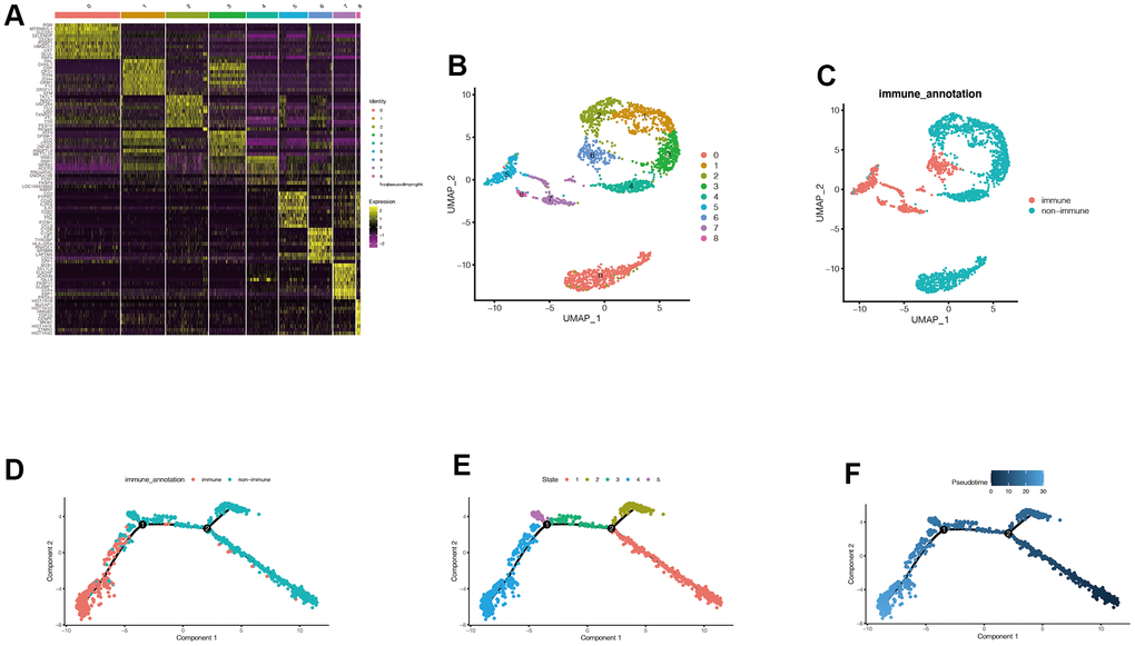 Acquisition of characteristic genes associated with immune subtypes. (A) After dimension reduction through PCA, we found that the cells were clustered into 9 clusters. It can be seen that the expression of the first 10 genes in each cluster is significantly higher than that in other clusters. (B, C) We can find the distribution of these 9 clusters, and the cluster labels corresponding to immune cells are 5,6,7, and 8. Cells can be divided into immune cells and non-immune cells. (D–F) We then explored the differentiation trajectory of immune and non-immune cells. With the time change of cell differentiation, that is, cells differentiate from the deeper blue branches to the lighter blue branches, the differentiation states of immune cells and non-immune cells are different, and the differentiation time of non-immune cells may be earlier. Then we obtained 526 genes related to immune subtypes by using the Findmarkers function.