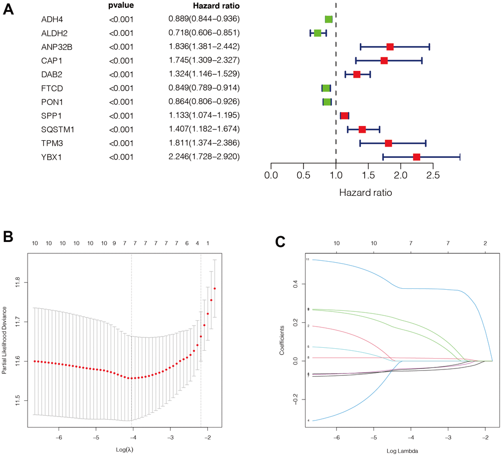 Construction of the prognostic model. (A) Through univariate COX analysis, we finally obtained 11 genes related to immune subtypes with prognostic values. There were 7 genes with HR>1, which were marked in red, and 4 genes with HRB, C) Then, we performed LASSO regression analysis on these 11 genes, and the minimum lambda value was 0.023. We finally obtained 7 modeling genes, which were ADH4, ANP32B, FTCD, PON1, SPP1, SQSTM1, and YBX1. Risk score = ADH4*(-0.050) + ANP32B*0.136 + FTCD*(-0.038) + PON1(-0.040) + SPP1*0.015 + SQSTM1*0.182 +YBX1*0.376. We then divided the sample into high-risk groups and low-risk values based on the median risk score.