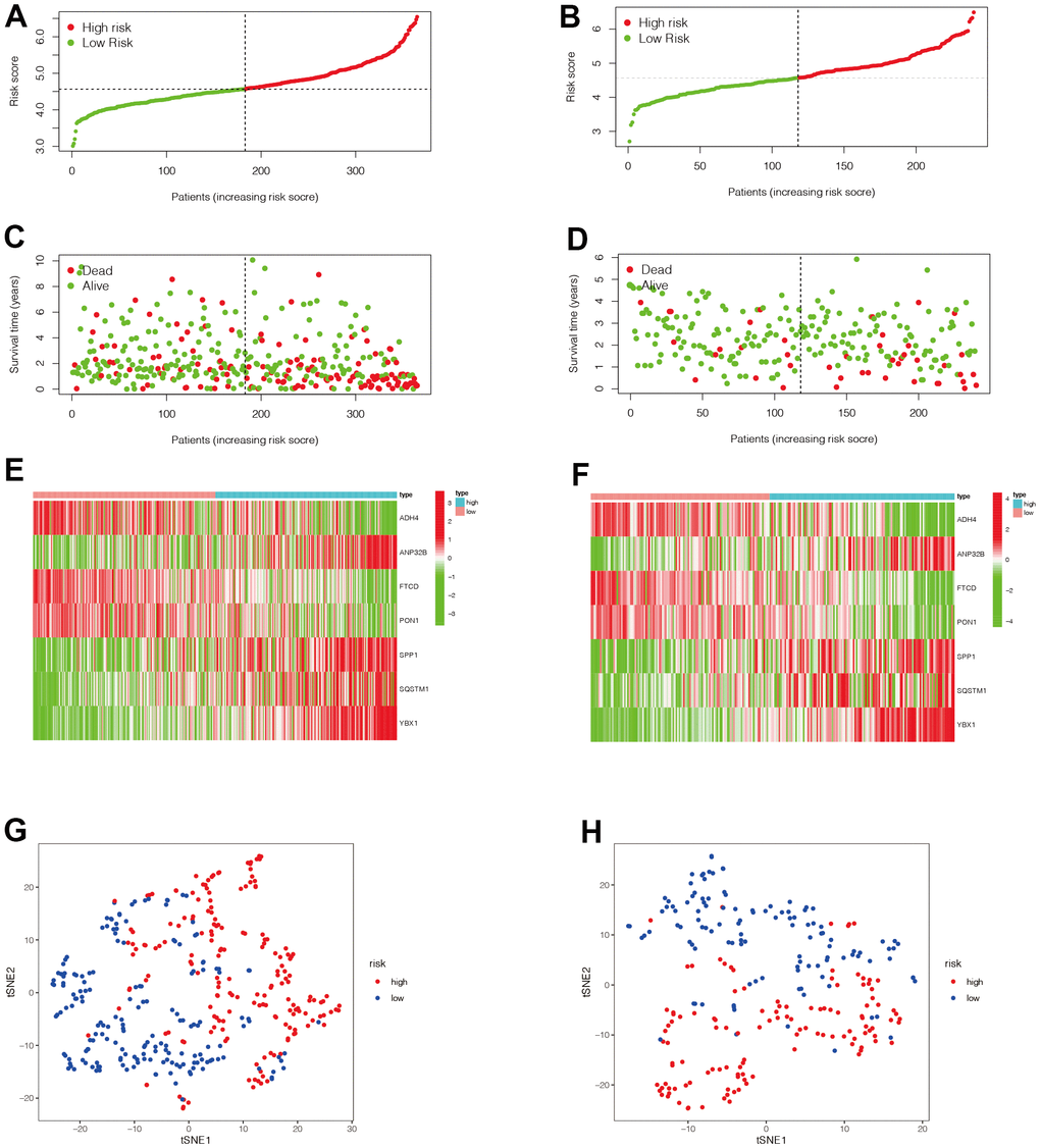 Evaluation of the value of the prognostic model. (A–F) We then analyzed the distribution of gene expression and patient survival in the models between the high - and low-risk groups in two data sets. We found that genes ADH4, FTCD, and PON1 were highly expressed in the low-risk group, while ANP32B, SPP1, SQSTM1, and YBX1 were highly expressed in the high-risk group. Moreover, we found that with the increase of risk value, the proportion of HCC patients who died increased. (G, H) We then further explored the ability of the prognostic model to distinguish HCC patients in two data sets and found that HCC patients could be well divided into two categories in both data sets.