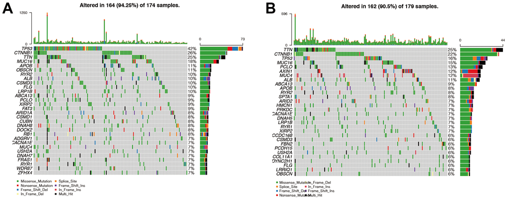 Analysis of gene mutations in high- and low-risk groups. (A, B) We found that the probability of mutation was 94.25% in the high-risk group (Figure 8A) and 90.5% in the low-risk group (Figure 8B). This suggested that patients in the high-risk group have more frequent mutations, possibly contributing to a poorer prognosis. TP53 was the most mutated gene in the high-risk group, and TTN was the most mutated gene in the low-risk group. Then we found that missense mutation was the main mutation type in both the high-risk group and the low-risk group. Interestingly, we found that the mutation types of AXIN1 and MUC4 in the low-risk group were mainly nonsense mutation and frame mutation.