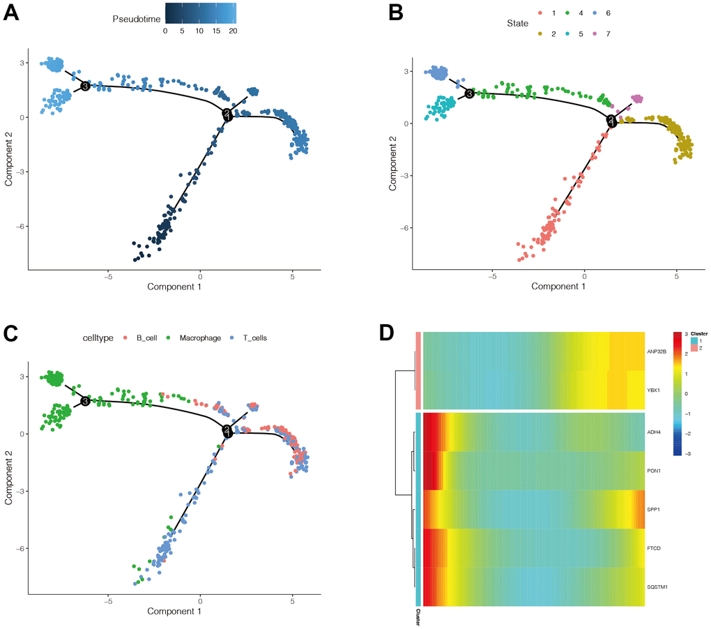 The expression changes of modeling genes in immune cell differentiation. (A) The darker the blue, the earlier the differentiation, and the lighter the blue, the later the differentiation. (B) There are six different differentiation states, and differentiation state 1 is the earliest. (C) With the differentiation of immune cells, there was a trend that T cells first differentiated to B cells, and then to macrophages. (D) It was found that the expression of ANP32B and YBX1 genes was mainly increased, the expression of SPP1 was mainly decreased and then increased, and the expression of ADH4, PON1, FTCD, and SQSTM1 was mainly down-regulated.