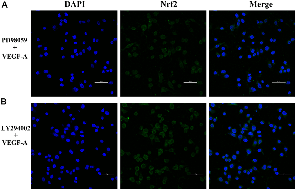 Subcellular localization of Nrf2 in GC cells. (A) PD98059 and VEGF-A (B) LY294002 and VEGF-A (×400).