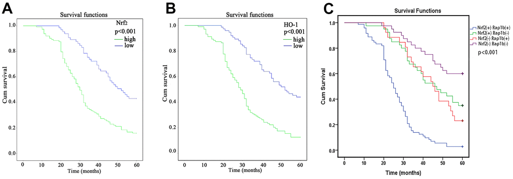 Kaplan-Meier survival analysis of Nrf2, HO-1 and Rap1b expression levels. (A) Differences in the cumulative OS among patients with Nrf2 protein expression. (B) Differences in the cumulative OS among patients with HO-1 protein expression. (C) Differences in cumulative OS among patients with Nrf2 and Rap1b protein expression. The P-value was obtained using the log-rank test of the difference. (**P