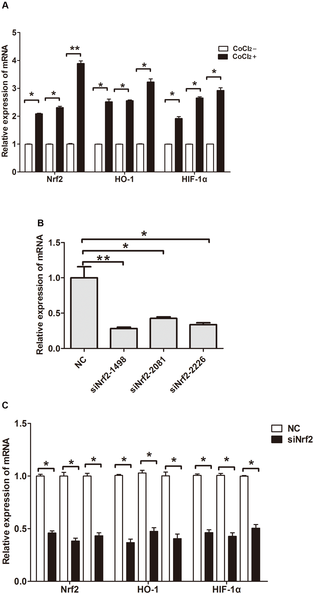 Relative expression of mRNA. (A) Expression of Nrf2, HO-1 and HIF-1α in GC cells cultured under a hypoxic condition. (B) Expression of Nrf2 in GC cells after they were transfected with negative control siRNA or Nrf2 siRNAs (siNrf2-1498, siNrf2-2081 and siNrf2-2226). (C) Expression of Nrf2, HO-1 and HIF-1α in GC cells after they were transfected with siNrf2-1498 and cultured under a hypoxic condition. (*P