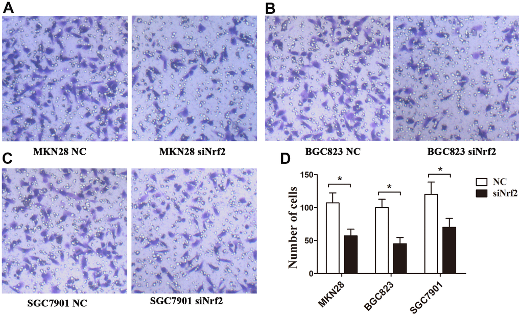 Effects of Nrf2 knockdown on the regulation of the GC invasion capacity under a hypoxic condition. The invasion capacity was suppressed in GC cells transfected with siNrf2-1498 under hypoxic conditions. (A) MKN28 cells; (B) BGC823 cells; (C) SGC7901 cells; (D) The graph shows the quantified data of the assay. (**P