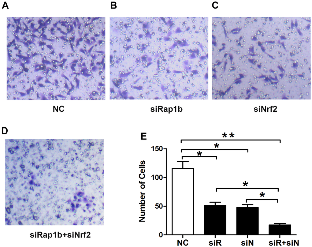 Effects of Nrf2 or (and) Rap1b knockdown on the regulation of the GC invasion capacity under a hypoxic condition. The invasion capacity was suppressed in GC cells transfected with siNrf2RNA-1498 or (and) siRap1bRNA-501 under hypoxic conditions. (A) Negative control; (B) siRap1bRNA; (C) siNrf2RNA; (D) siRap1bRNA and siNrf2RNA; (E) The graph shows the quantified data of the assay. (*P