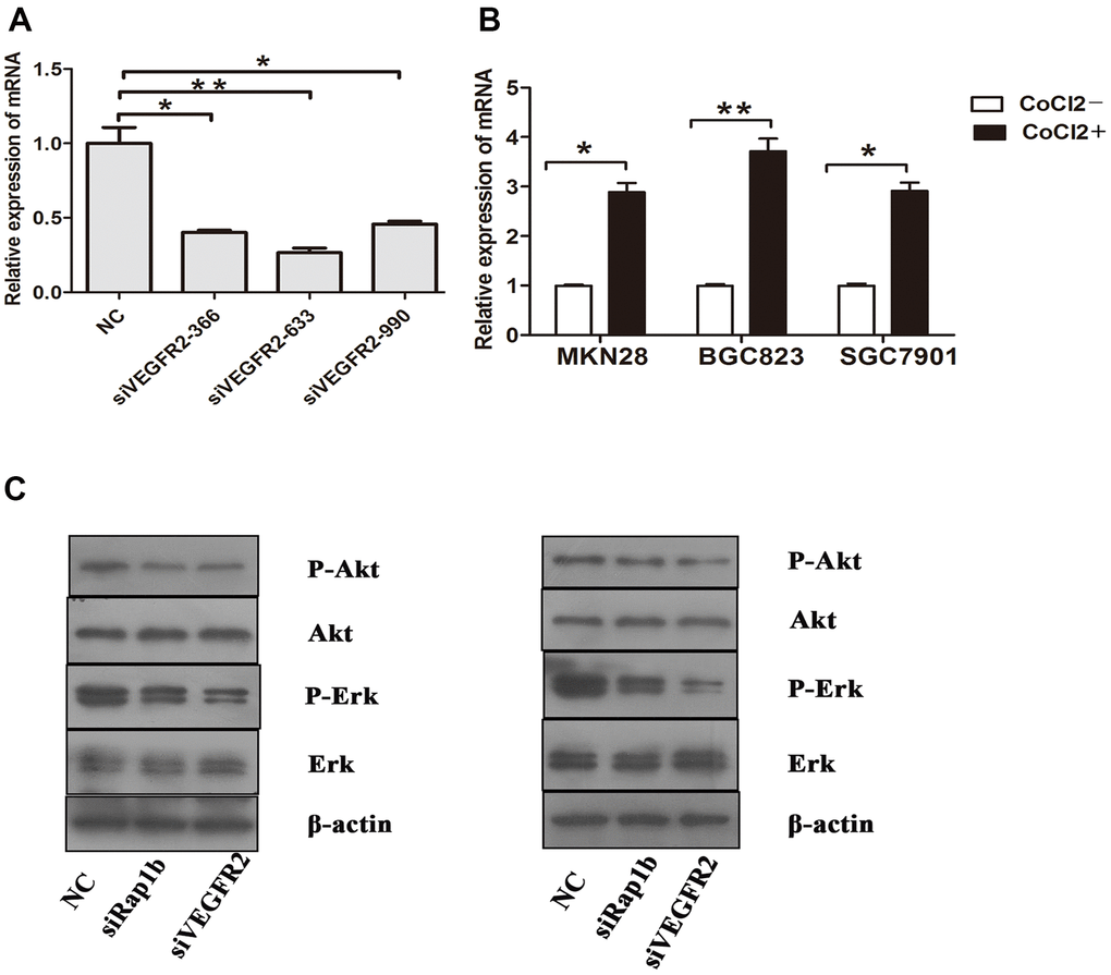 Relative expression of mRNA and the phosphorylation of protein (A) Expression of VEGFR2 in GC cells after they were transfected with negative control siRNA or VEGFR2 siRNAs (siVEGFR2-366, siVEGFR2-633 and siVEGFR2-990). (B) Expression of VEGF-A in GC cells cultured under a hypoxic condition. (C) Expression of Erk, P-Erk, Akt and P-Akt in GC cells after transfected with siRap1b or siVEGFR2 (left) Hypoxia (right) VEGF-A. (*P