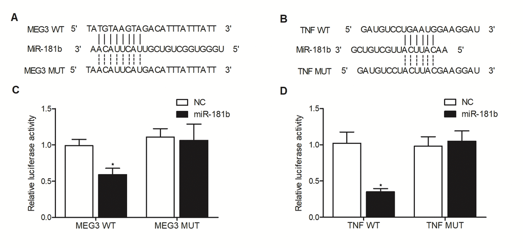 Sequence analysis indicated the binding of miR-181b to the 3’ UTR of MEG3 (A) and TNF-α (B), respectively. And the luciferase activity of wild-type MEG3 (C) as well as TNF-α (D) was suppressed by miR-181b in THP-1 cells, thus verifying that miR-181b could suppress the expression of MEG3 and TNF-α through binding to their 3’ UTR (* P value 