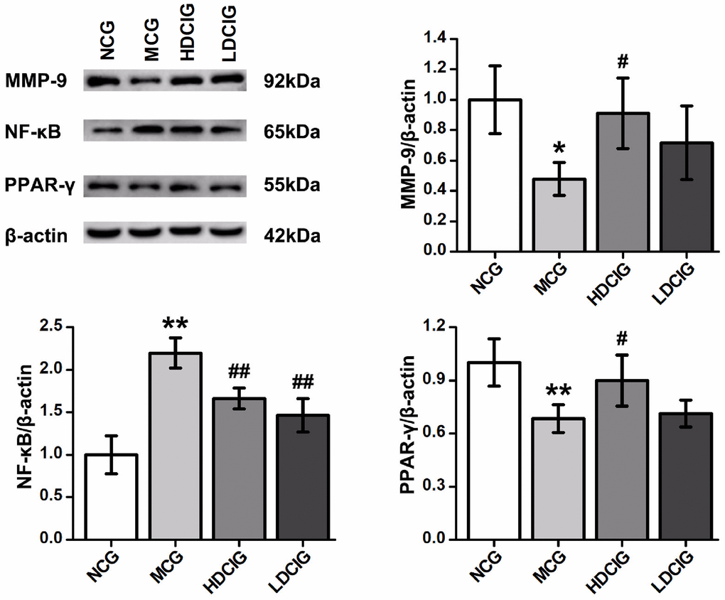 Effects of D-chiro-inositol on relative protein expression in the kidney tissues of db/db mice (n = 3). The results obtained for the different groups were normalized to those reported in the normal control group (NCG). All values are expressed as the means ± SD. *p **p #p ##p ▲p ▲▲p 