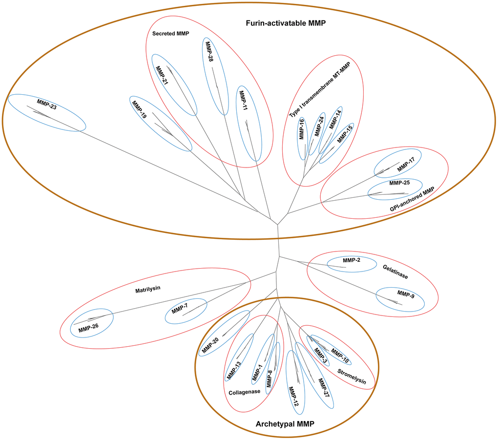 Unrooted phylogenetic tree of 261 primate MMP peptides. Looped in brown ovals are four major groups supported with biochemistry evidence, and enclosed in red circles are sub-groups based on biochemical properties under certain groups. Phylogenetic analyses were performed by using PhyML v3.3.3 with 1000 bootstraps.