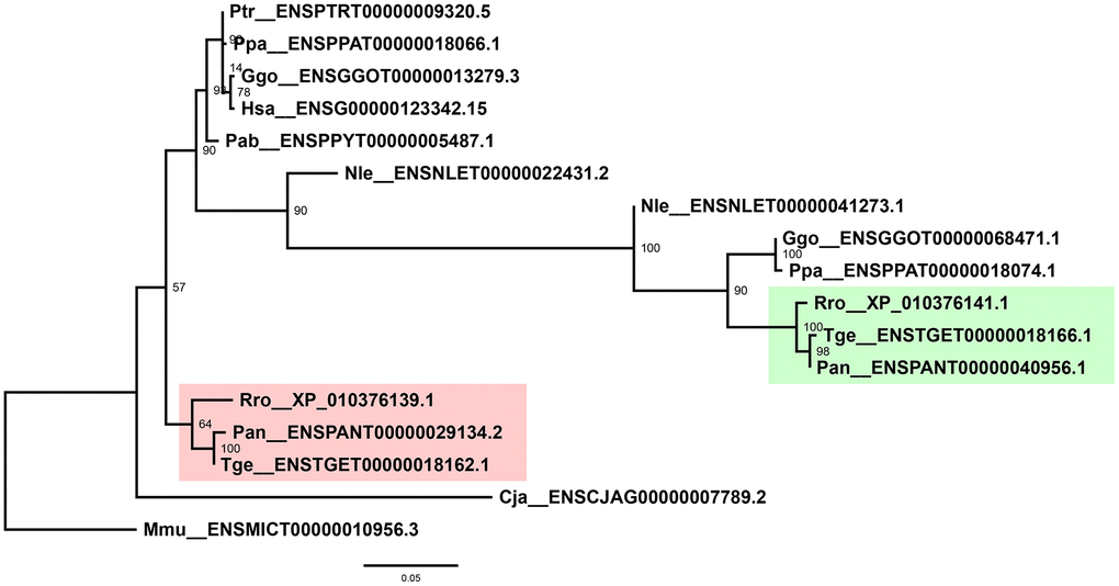 Phylogenetic tree of primate MMP-19s. Shaded are two independent clades as a result of duplication of old-world monkey MMP-19s. Labeled at nodes are bootstrap support values. Phylogenetic analyses were performed by using PhyML v3.3.3 with 1000 bootstraps.