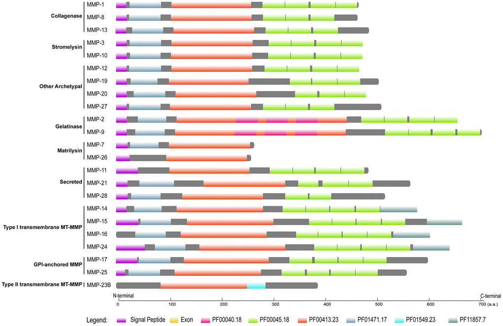 Domain organization of human MMPs. Pfam domains were identified by using HMMER 3.3 against Pfam database, and signal peptides were obtained by querying SignalP-5.0 server. Pfam domains and signal peptides are shown as colored boxes.