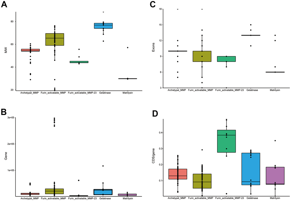 Statistics of primate MMP gene structure. (A) Box plots of molecular weights of MMP peptides. (B) Box plots of gene lengths. (C) Box plots of CDS/gene ratio. (D) Box plots of exon counting. While MMP-23s are classified in furin-activatable MMPs, they demonstrate very different characteristics than other MMPs, and thus were investigated separately.