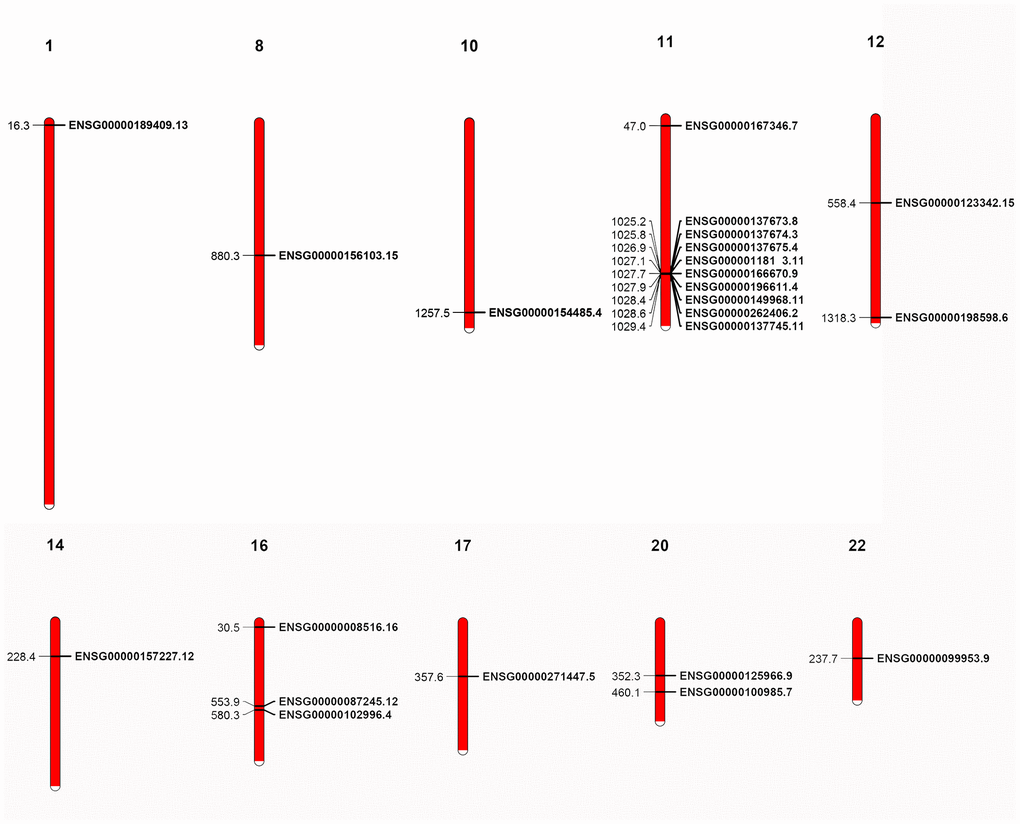 Localization of human MMP genes. A cluster is shown in the 11th chromosome. The localization of the genes was retrieved from GFF3 files.