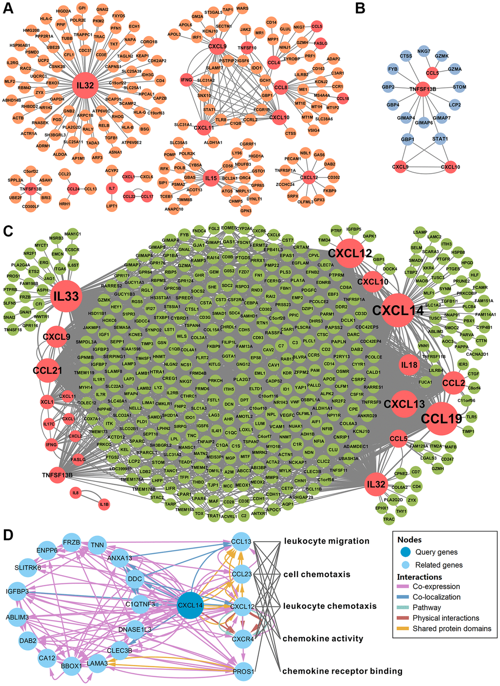 Network analysis identified CXCL14 as a key cytokine gene. (A–C) showed the gene co-expression networks of differentially expressed cytokines and other genes in Hodgkin's lymphoma, diffuse large B-cell lymphoma, and mantle cell lymphoma. Cytokine-gene pairs with correlation coefficients higher than 0.7 were chosen to build the network. The red circles represent the cytokines. The orange, blue and green circles represent the genes in each type of lymphoma. The size of the circle indicates the number of nodes. (D) Functional interaction network analysis of CXCL14. The network shows the CXCL14 related genes and their functions. Each color line represents a different interaction; the color line width indicates the weight of the interactions. There were 5 significantly enriched biological functions and the grey line indicates the gene is involved in the biological function.