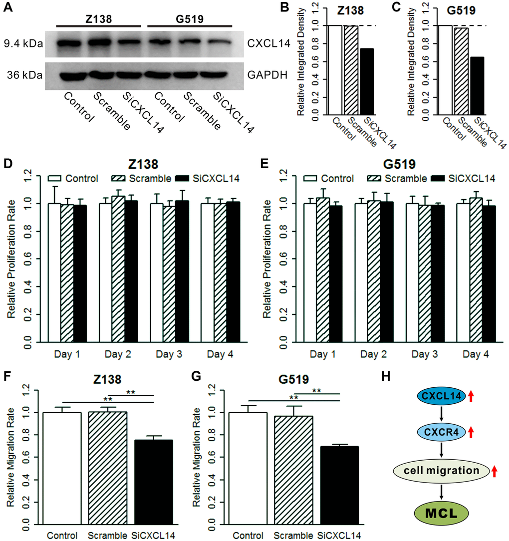 Effect of CXCL14 on cell proliferation and migration. (A) Western blot of CXCL14 in three treatment groups. Z138 and G519 cells were grown and transiently transfected with CXCL14 or negative control for 48 h and then subjected to western blotting. (B) Quantified band intensities in Z138 cell lines. (C) Quantified band intensities in G519 cell lines. The dotted line indicates the reference integrated density (control group). (D) Knockdown of CXCL14 on cell proliferation in Z138 cells. (E) Knockdown of CXCL14 on cell proliferation in G519 cells. The reference proliferation rate was defined as in the control group in each day. (F) Knockdown of CXCL14 on cell migration in Z138 cells. (G) Knockdown of CXCL14 on cell migration in G519 cells. The reference migration rate was defined as in the control group. Significance: ***P **P *P H) High expressed CXCL14 promotes cell migration and aggravates mantle cell lymphoma.