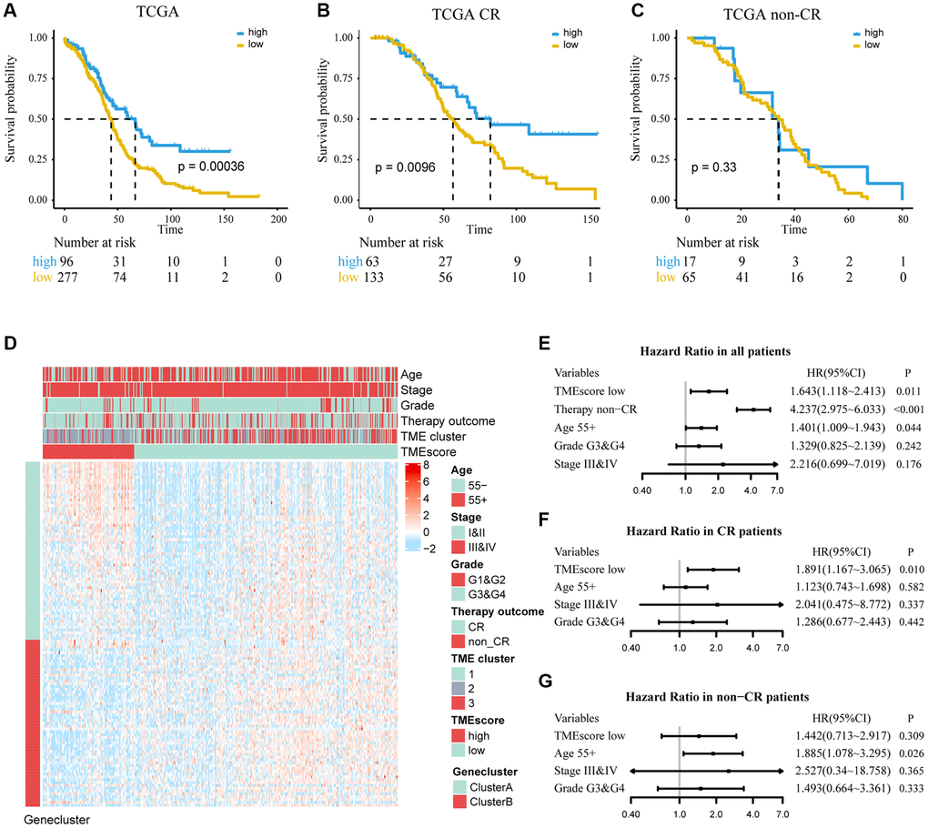Determine the prognostic group of 373 ovarian cancer patients based on TMEscore in TCGA and evaluate the predictive ability. (A) K–M curve for OS of different TMEscore groups (log-rank test, P B, C) According to chemotherapy outcome-stratified analysis (278 ovarian cancer patients), K–M curves in patients with complete response (CR) or non-complete response (non-CR) in different TMEscore group (log-rank test, P = 0.001; log-rank test, P = 0.33). (D) Expression profile of DEGs with survival significance. TMEscore, age, stage, grade, therapy outcome and TME cluster are shown as patient annotations. GeneClass is shown as gene annotations. Top legend, gray indicates missing value. (E–G) Forest plots illustrate the results of multivariate Cox proportional hazards model of clinical feature in all patients, CR patients and non-CR patients respectively.