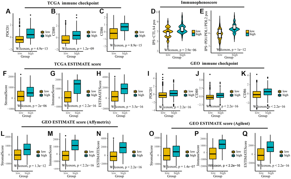 The expression of immune checkpoints and immune-related scores between different TMEscore groups in TCGA and GEO. (A–C) Expression of immune checkpoints (PDCD1, CD80 and CD86) between different groups in TCGA. (D, E) The relative probabilities to respond to anti-CTLA-4 and anti-PD-1/PD-L1 treatment in the low and high TMEscore group. (F–I) Expression of stromal score, immune score and ESTIMATE score between different groups in TCGA. (J–L) Expression of immune checkpoints (PDCD1, CD80 and CD86) between different groups in GEO. (M–Q) Expression of stromal score, immune score and ESTIMATE score between different groups in different platforms in GEO. The lines in the boxes represented median value.