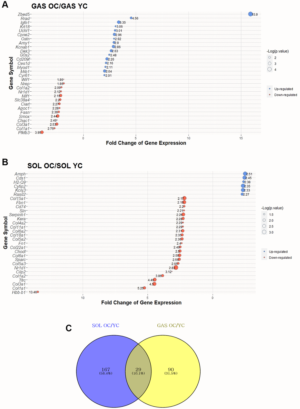 Top 30 DEGs between “YC vs. OC” in SOL and GAS and Venn diagram to find commonly expressed DEGs. The point sizes of (A) and (B) represent ‒log10 (p-value). For (A) and (B), blue points indicate upregulated genes, and red points indicate downregulated genes. (A) Top 30 DEGs in GAS OC/YC. (B) Top 30 DEGs in SOL OC/YC. (C) Venn diagram of DEGs between YC and OC in SOL and GAS. For commonly expressed genes, detailed fold changes and p-values are shown in the Table 1.