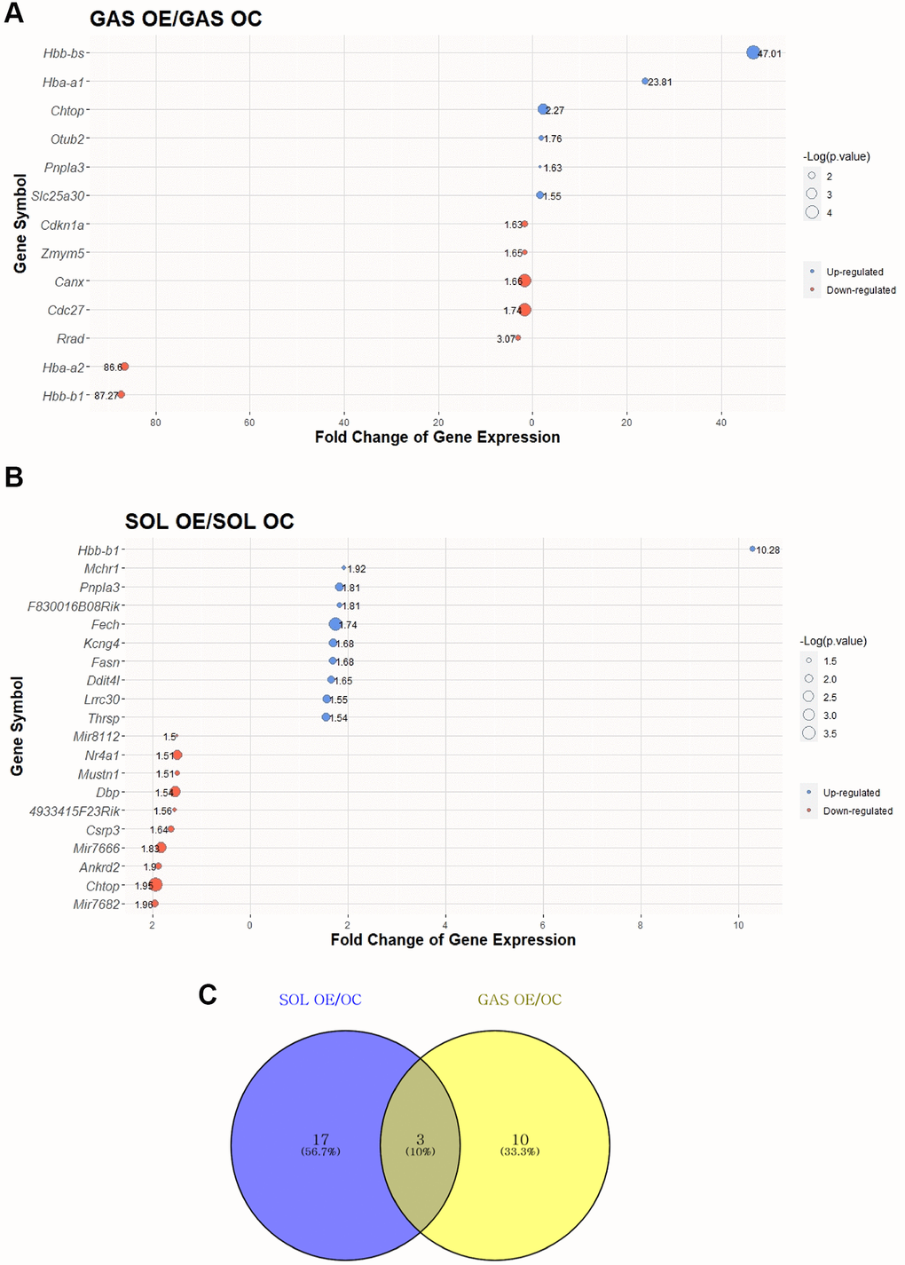 Top 30 DEGs between “OC vs. OE” in SOL and GAS and Venn diagram to find commonly expressed DEGs. The point sizes of (A) and (B) represent ‒Log10 (p-value). For (A) and (B), blue points indicate upregulated genes, and red points indicate downregulated genes. (A) Top 30 DEGs in GAS OE/OC. (B) Top 30 DEGs in SOL OE/OC. (C) Venn diagram of DEGs between OC and OE in SOL and GAS. For commonly expressed genes, detailed fold changes and p-values are shown in the Table 3.