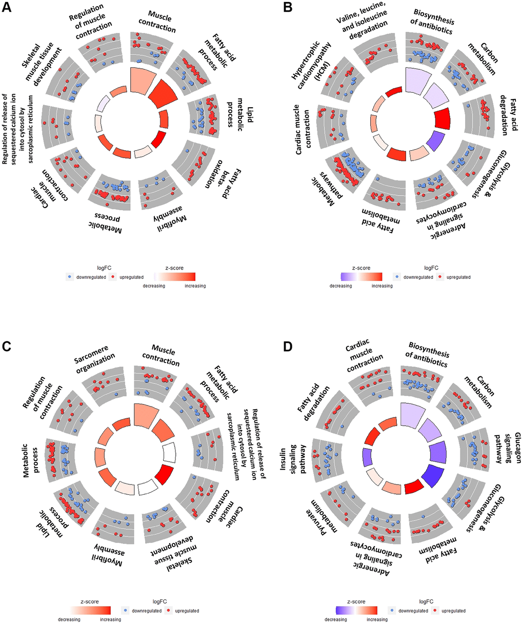 Top 10 GO terms and KEGG pathways of DEGs in SOL vs. GAS in young and old groups. The red points indicate upregulated DEGs, while the blue points indicate downregulated DEGs in the outer circle. The z-score is represented by the color of the inner circle. (A) Top 10 GO terms using DEGs in the SOL YC/GAS YC. (B) Top 10 KEGG pathway plots using DEGs in the SOL YC/GAS YC. (C) Top 10 GO terms by DEGs in SOL OC/GAS OC. (D) Top 10 KEGG pathway plots of SOL OC/GAS OC. For detailed adjusted p-values and z-scores, refer to the Tables 4, 5. For significantly enriched pathway other than top 10, refer to the Supplementary Tables 3–6.