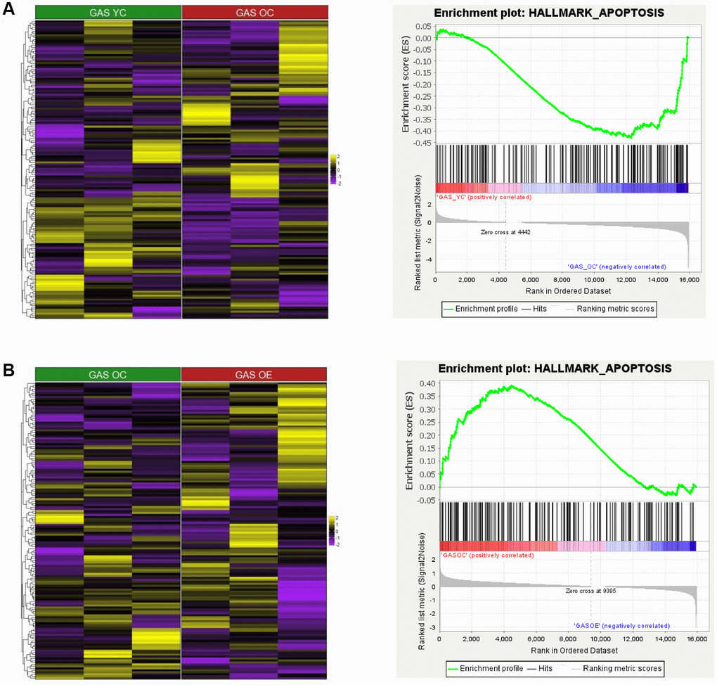 Heatmap and GSEA results for HALLMARK