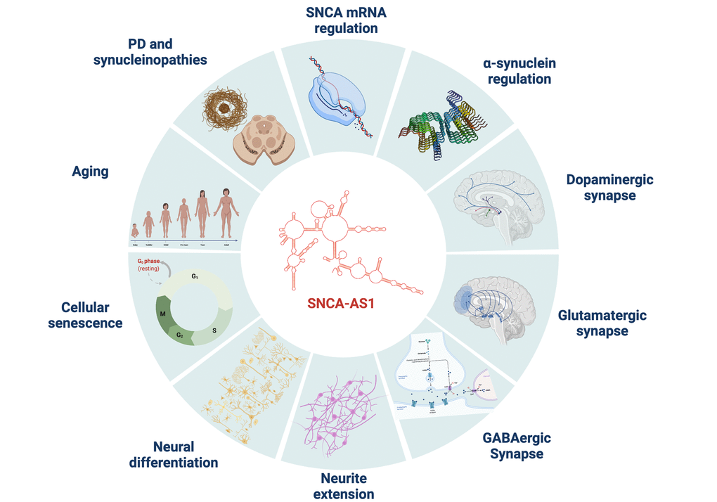 SNCA-AS1 impact on many cellular processes. Over-expression of SNCA-AS1 in a neural cell line model (SH-SY5Y) leads to a transcriptional dysregulation correlated with numerous processes. These primarily include SNCA and α-syn regulation, dopaminergic, glutamatergic and GABAergic synapses, neurite extension, neural differentiation, cellular senescence, aging, PD and synucleinopathies. The figure is made with Biorender.com.