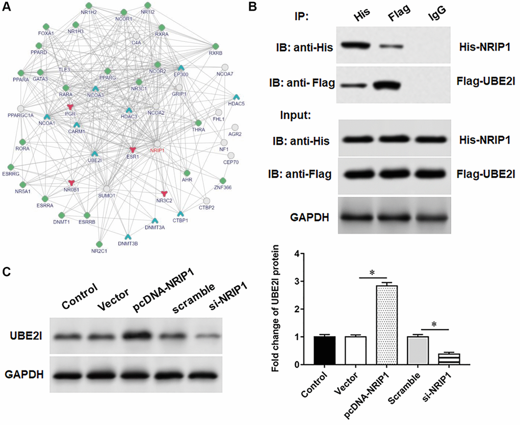UBE2I interacts with NRIP1. (A) The online biological database was used to predict the interaction relationship NRIP1 between and UBE2I (https://inbio-discover.intomics.com/map.html). (B) The pcDNA-NRIP1 or si-NRIP1 was transfected into TC-1 cells, respectively, and the protein expression of UBE2I was detected by Western blotting. (C) The binding relationship of NRIP1 and UBE2I was validated by co-immunoprecipitation assay. GAPDH was used as an internal reference. N = 6, *P 