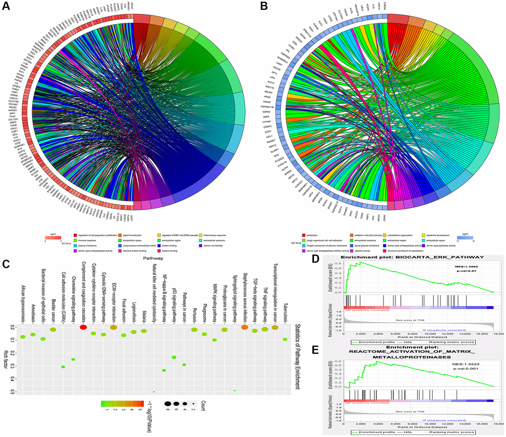 The MAP2K1 (MEK1) gene and ERK-MMP pathway were implicated in ESCC progression. Gene expression profiles in combination with gene ontology (GO) and KEGG pathway analysis was performed; (A) The results of the Go pathways from the data in GSE161533 dataset; (B) the results of the Go pathways from the data in GSE17351; (C) partial results of the KEGG pathways from the data in GSE17351; (D and E) the activation of matrix metalloproteinases signaling pathway and ERK signaling pathway were enriched in ESCC and appeared to be strongly correlated to with MEK1.