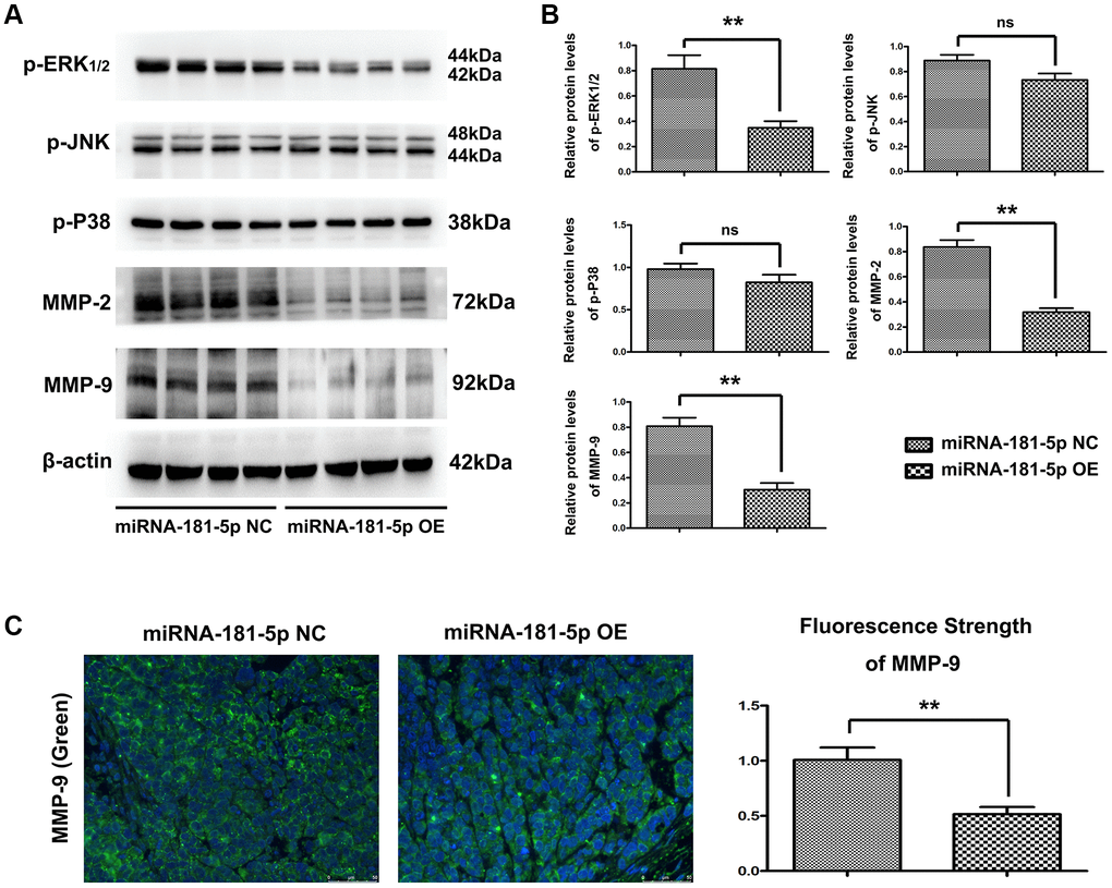 Elevation of miR-181a-5p reduced p-ERK, MMP2 and MMP9 in vivo. Nude mice were injected subcutaneously with ESCC cells and intratumorally injected with miR-181a-5p; (A and B) the protein expression of p-ERK1/2, p-JNK, p-P38, MMP2 and MMP9 as evaluated by Western blotting and RT-qPCR. *P C) Immunohistochemical staining of MMP9 in miR-181a-5p mimics group and in negative control group; the positive expression rate of MMP9 in miR-181a-5p mimics group and negative control group. *P **P 