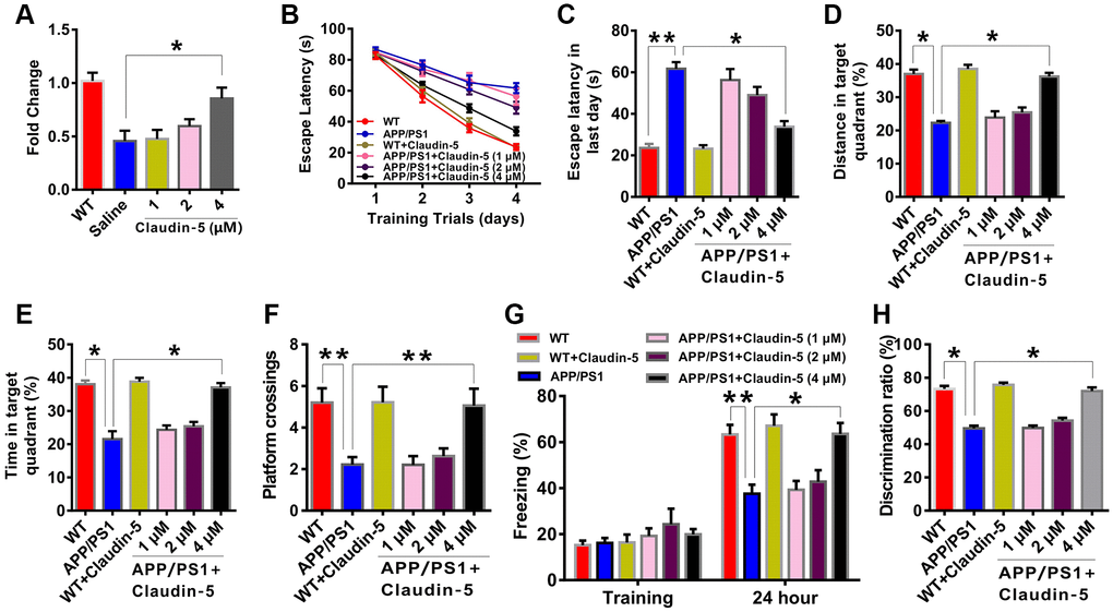 Effects of intravenous injection of claudin-5 on learning and memory in APP/PS1 mice. (A) Intravenous injection of claudin-5 restored the decreased claudin-5 mRNA level in hippocampus of APP/PS1 mice, which exhibited concentration-dependent (n = 6 per group; one-way ANOVA). (B–F) The ability to search the platform (B [4 consecutive days] and C [the last day]), swim distance in the target quadrant (D), spend time in the target quadrant (E), and cross the target quadrant number of times (F) in MWM between different group mice (n = 9–10 per group; repeated measures two-way ANOVA in B; one-way ANOVA in C–F). (G) The freezing time in contextual fear conditioning test between different group mice (n = 9–10 per group; one-way ANOVA). (H) The discrimination rate in NOR test between different group mice (n = 9–10 per group; one-way ANOVA). Data show mean ± s.e.m. *P **P ***P 