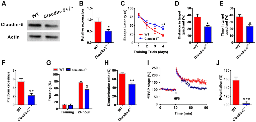 Effects of knockout of claudin-5 on learning and memory and hippocampal LTP. (A, B) The claudin-5+/− mice exhibited decreased claudin-5 protein level in hippocampal region (n = 4 per group; two-tailed Student’s t-test). (C–F) The ability to search the platform (C), swim distance in the target quadrant (D), spend time in the target quadrant (E), and cross the target quadrant number of times (F) in MWM between WT and claudin-5+/− mice (n = 9–10 per group; Repeated measures two-way ANOVA in C; two-tailed Student’s t-test in D–F). (G) The freezing time in contextual fear conditioning test between WT and claudin-5+/− mice (n = 9–10 per group; two-tailed Student’s t-test). (H) The discrimination rate in NOR test between WT and claudin-5+/− mice (n = 9–10 per group; two-tailed Student’s t-test). (I, J) Hippocampal CA1 LTP induction between WT and claudin-5+/− mice (n = 6 per group; two-tailed Student’s t-test). Data show mean ± s.e.m. *P **P ***P 