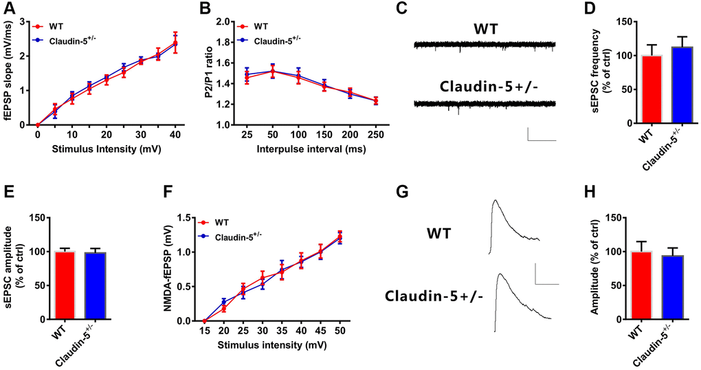 Effects of knockout of claudin-5 on glutamatergic transmission in hippocampal slices. (A) I-O curves in claudin-5+/− mice and their control littermates (n = 6 per group; repeated measures two-way ANOVA). (B) PPF in claudin-5+/− mice and their control littermates (n = 6 per group; repeated measures two-way ANOVA). (C–E) sEPSCs recording in claudin-5+/− mice and their control littermates. Average sEPSC frequency (Hz) in (D) and amplitude in (E) were obtained (n = 9 per group; two-tailed Student’s t-test). Scale bars: 20 pA, 2 s. (F) NMDAR fEPSPs slopes in claudin-5+/− mice and their control littermates (n = 6 slices/group; repeated measures two-way ANOVA). The fEPSPs were recorded in the presence of 20 μM CNQX and 0 nM Mg2+. (G, H) NMDA currents recording in claudin-5+/− mice and their control littermates (n = 9 per group; two-tailed Student’s t-test). Scale bars: 50 pA, 100 ms. Data show mean ± s.e.m.
