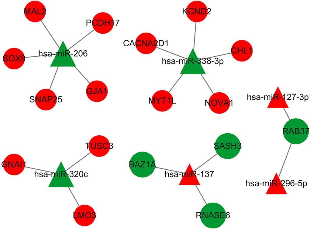 The DEmiRNA-DEG regulatory network in MDD has been identified. Red represents up-regulation, green represents down-regulation, a triangle represents miRNA, and a prototype represents mRNA. There were 23 nodes and 18 interactions in the DEmiR-downDEG regulatory network. There were 23 nodes, with 4 down-regulated DEGs and 3 DEmiRNAs, 13 upregulated DEGs and 3 DEmiRNAs.