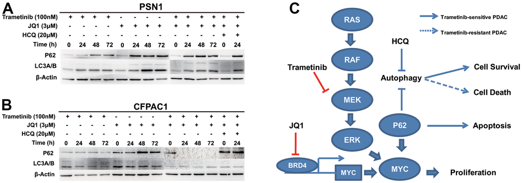 The combination of trametinib and JQ1 via different cell death modes inhibits pancreatic cancer. (A) Cell lysates prepared from PSN-1 cells treated with trametinib alone, JQ1 alone, trametinib+JQ1, and trametinib+JQ1+HCQ over a time course were analyzed by immunoblotting for p62, LC3, or actin, as indicated. (B) Cell lysates prepared from CFPAC-1 cells treated with trametinib alone, JQ1 alone, trametinib+JQ1, and trametinib+JQ1+HCQ over a time course were analyzed by immunoblotting for p62, LC3, or actin, as indicated. (C) Model of the synergistic effects induced by the combination treatment of trametinib and JQ1 in KRAS mutant pancreatic cancer.