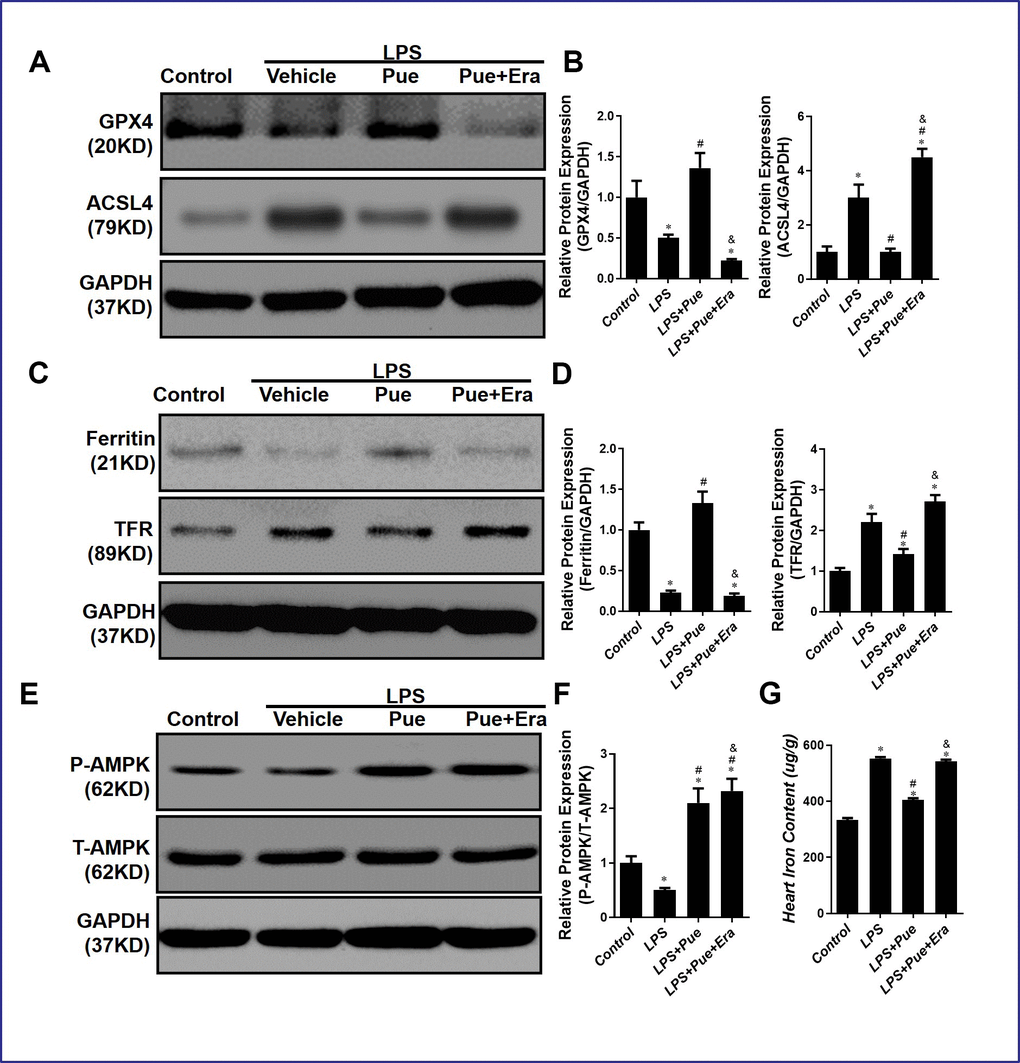 Puerarin suppresses LPS-induced myocardial ferroptosis via up-regulation the phosphorylation of AMPK. (A, B) Representative Western blot analysis and quantitative protein analysis of GPX4 and ACSL4 expression in cardiac protein extract. (C, D) Representative Western blot analysis and quantitative protein analysis of Ferritin and TFR expression in cardiac protein extract. (E, F) Representative Western blot analysis and quantitative protein analysis of P-AMPK expression in cardiac protein extract. (G) represents the amount of iron in the heart. Data represent the mean ± SD. *P 