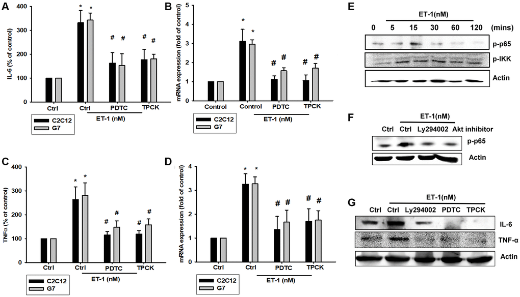 NFκB is involved in the potentiation of IL-6 and TNF-α production by endothelin-1 (ET-1). (A–D) C2C12 and G7 cells were pretreated with NFκB inhibitor PDTC (10 μM) and TPCK (3 μM) then incubated with ET-1 (50 nM) for 24 h. IL-6 and TNF-α levels were examined by RT-qPCR and ELISA. (E–G) C2C12 were incubated with ET-1 for the indicated time intervals, p65, and IKK phosphorylation were examined using Western blotting. Pretreated with NFκB inhibitor PDTC (10 μM), TPCK (3 μM), and Ly294002 then incubated with ET-1 (50 nM) and p65 phosphorylation and IL-6 and TNF-α were examined using Western blotting. Results are expressed of four independent experiments performed in triplicate. *p #p 