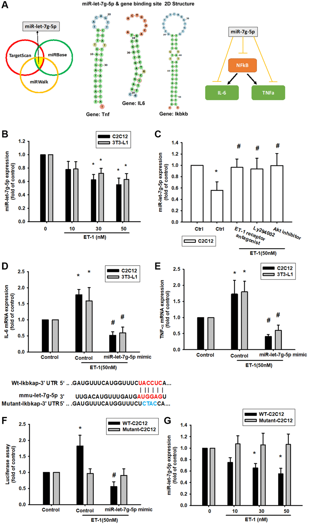 ET-1 suppresses production of NFkB, TNF-α and IL-6 by increasing miR-let-7g-5p expression. (A) Open-source software (TargetScan, miRDB, and miRWalk) sought to identify miRNAs that could possibly interfere with NFkB, IL-6 and TNF- α transcription. (B) Cells were incubated with melatonin (0-50 nM) for 24 h and miR-let-7g-5p expression was examined by qPCR. (C) Cells were pretreated with BQ123+BQ788, Ly294002, Akt inhibitor for 30 min, then stimulated with ET-1 for 24 h. miR-let-7g-5p expression was examined by qPCR. (D, E) Cells were transfected with the miR-let-7g-5p mimic and then treated with ET-1 (50 nM). TNF-α and IL-6 expression was evaluated by qPCR. The wild-type and mutant Ikbkb 3′-UTRs contained the miR-let-7g-5p binding site. (F) Cells were transfected with the miR-let-7g-5p mimic and then treated with ET-1 (50 nM). (G) Cells were transfected with 3′-UTR plasmids as indicated then stimulated with ET-1 dose concentration. Then, cells were transfected with indicated luciferase plasmids for 24 h then stimulated with ET-1 for 24 h. Relative luciferase activity was measured. Results are expressed as the mean ± SEM. *P #P 