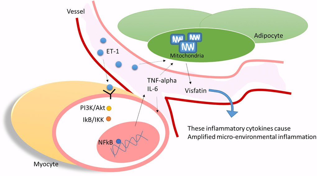 ET-1 played a critical bridging between sarcopenia and DM in elderly patients by triggering the myopathy through myocyte releases inflammation cytokines and affect the adipocyte metabolic meanwhile amplifying microenvironment injury.