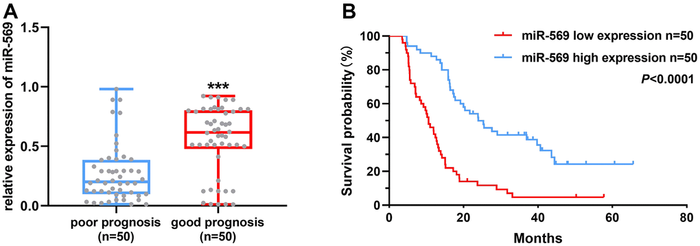 miR-569 was down-regulated in PC tissues and patients with high miR-569 expression had a good prognosis. (A) Analysis of miR-569 expression in PC tissues; (B) Kaplan-Meier Plotter analysis of the effect of miR-569 on PC patient survival.